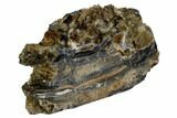 Mammoth Molar Slice With Case - South Carolina #106487-2
